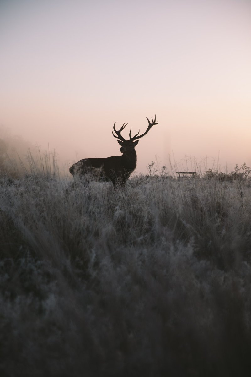 thelmt_'s tweet photo. Richmond Park https://t.co/MuDx7uYnts