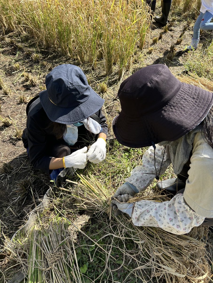 neonatural's tweet photo. 稲刈り＆はさがけを行いました🌾

昔ながらの手刈りで『ザクザクッ』と収穫！

自然の恵み、そして善玉菌を全身でたっぷりと感じる体験は、からだの内側から巡りがよくなります☺️

＃母袋有機農場
＃自社農場
＃農場の様子
＃郡上市
＃岐阜県
＃稲刈り

投稿者：農場スタッフ＜小島＞ https://t.co/sQZywqICBC