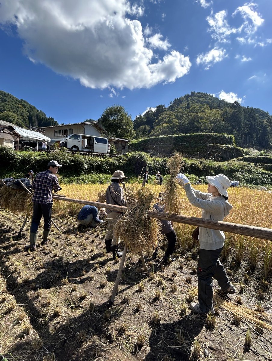 neonatural's tweet photo. 稲刈り＆はさがけを行いました🌾

昔ながらの手刈りで『ザクザクッ』と収穫！

自然の恵み、そして善玉菌を全身でたっぷりと感じる体験は、からだの内側から巡りがよくなります☺️

＃母袋有機農場
＃自社農場
＃農場の様子
＃郡上市
＃岐阜県
＃稲刈り

投稿者：農場スタッフ＜小島＞ https://t.co/sQZywqICBC
