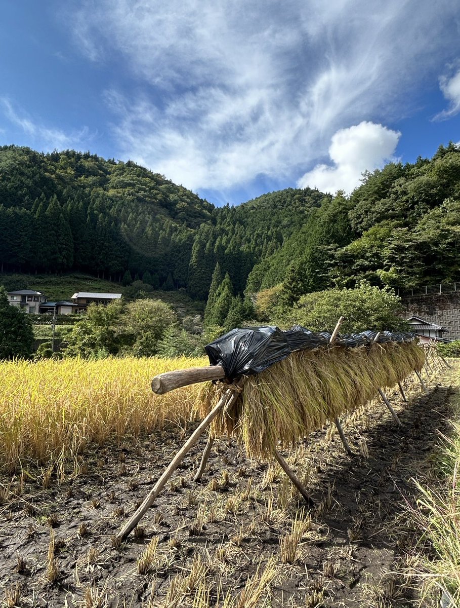 neonatural's tweet photo. 稲刈り＆はさがけを行いました🌾

昔ながらの手刈りで『ザクザクッ』と収穫！

自然の恵み、そして善玉菌を全身でたっぷりと感じる体験は、からだの内側から巡りがよくなります☺️

＃母袋有機農場
＃自社農場
＃農場の様子
＃郡上市
＃岐阜県
＃稲刈り

投稿者：農場スタッフ＜小島＞ https://t.co/sQZywqICBC