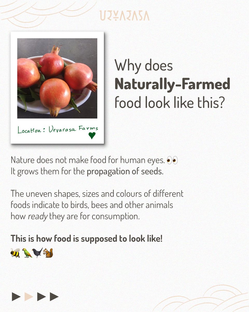 Urvarasa tweet media