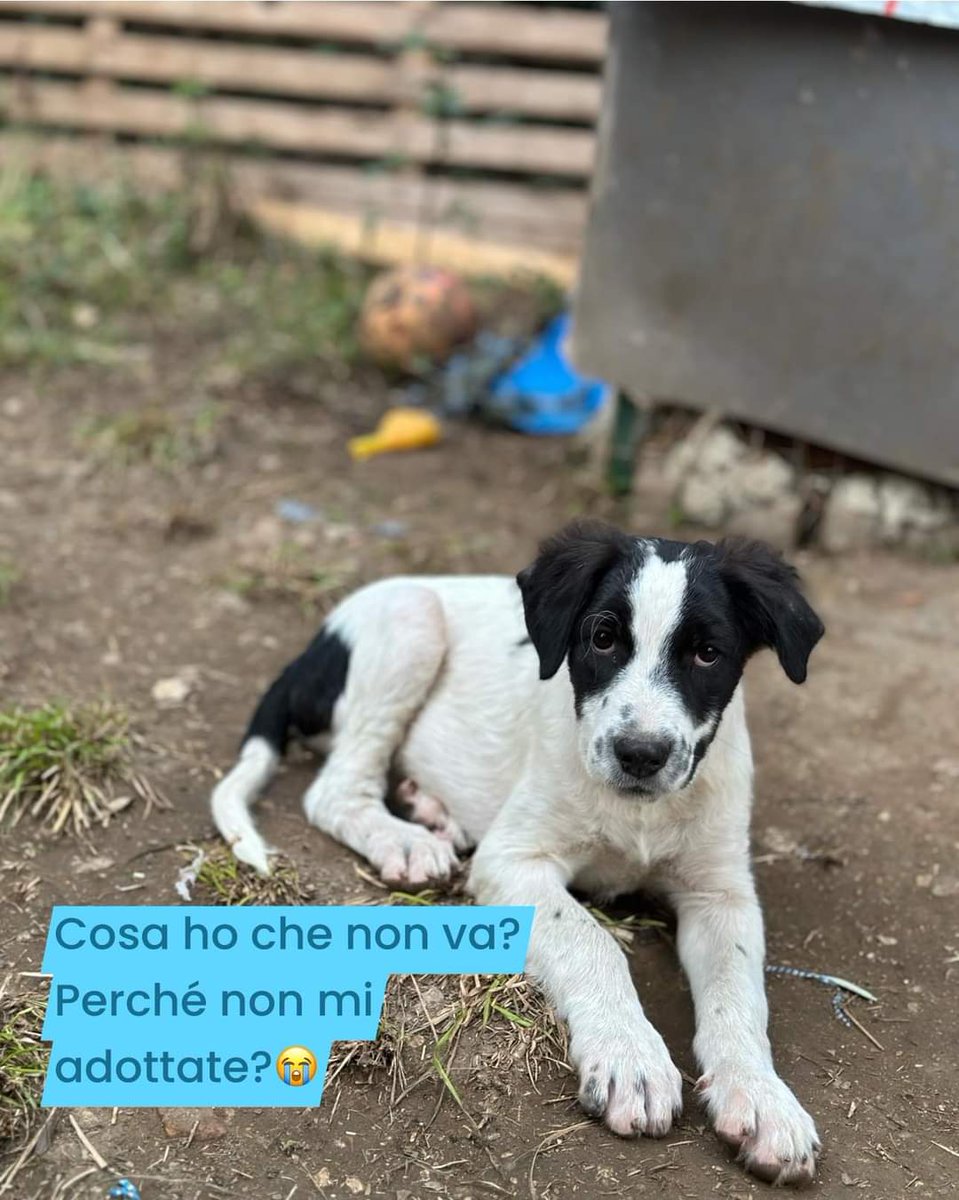 FiorellaArcodi1's tweet photo. CONDIVIDETE NESSUNO LO ADOTTA!😭

Roky aspetta da troppo una famiglia che lo adotti con tutto il cuore e gli dia l amore di una vera casa.
È stato trovato ricoperto di rogna e terrorizzato dalle persone. 
Ora è guarito ma nessuna mamma e papà si fanno vivi per adottarlo.
Passa le sue giornate in un boxe senza conoscere il suo futuro. 

È super buono e coccoloso.

-taglia medio grande
-4 mesi

📍provincia di Frosinone 

🚌CON STAFFETTA ARRIVA IN TUTTO IL CENTRO NORD🚌

Info whats app: 393 2612097 (NO TELEFONATE)