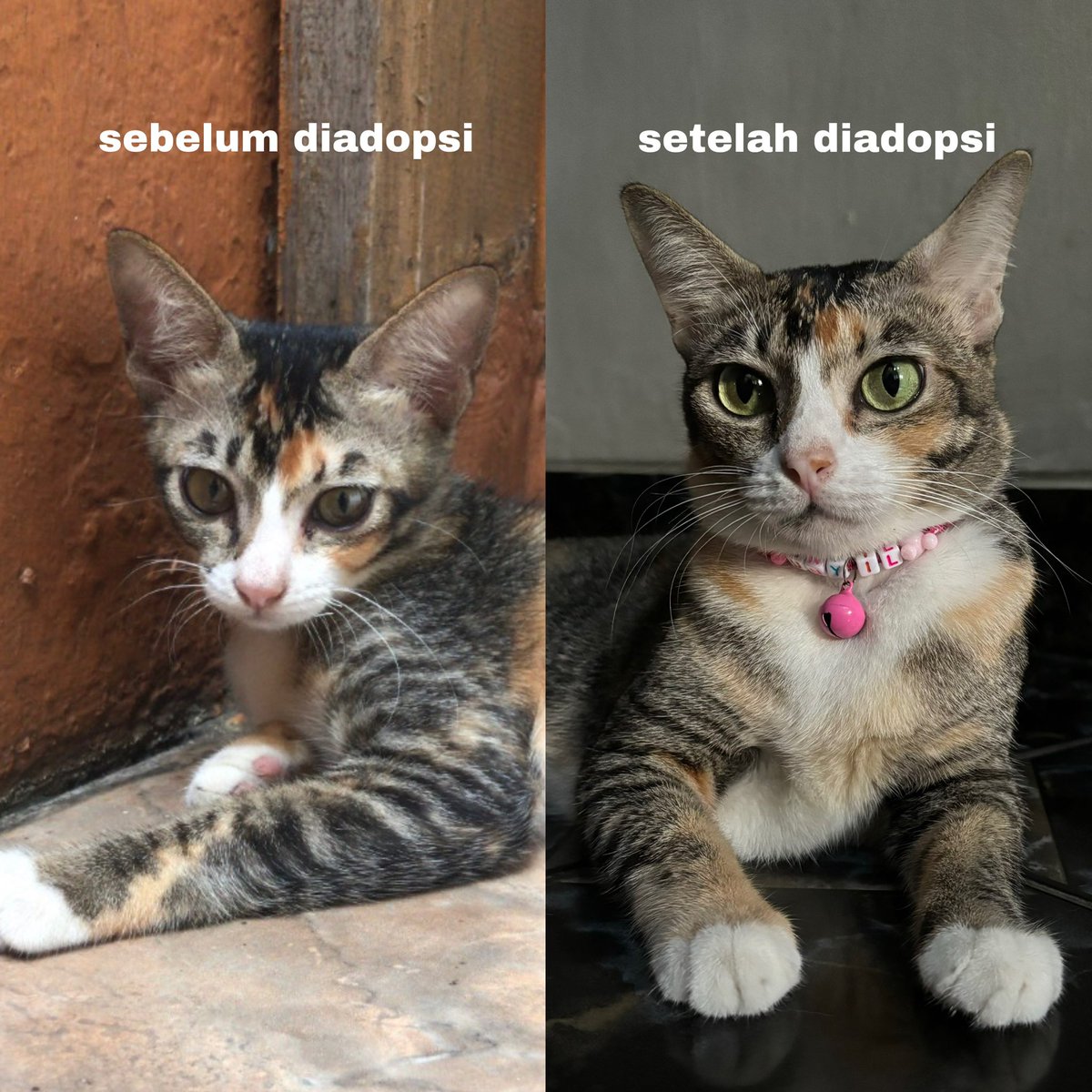 Lifecat | Biocat | Oricat tweet media