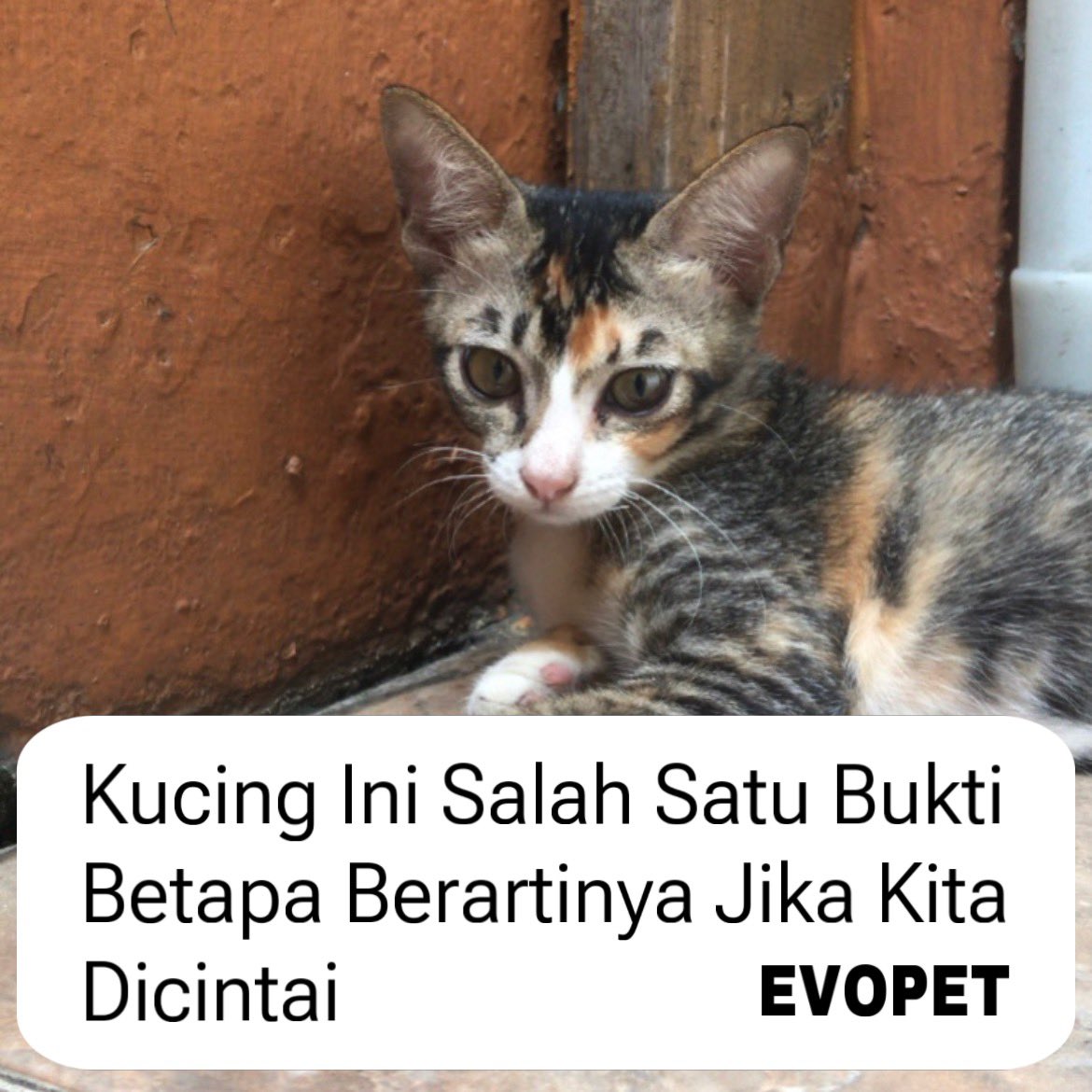 Lifecat | Biocat | Oricat tweet media