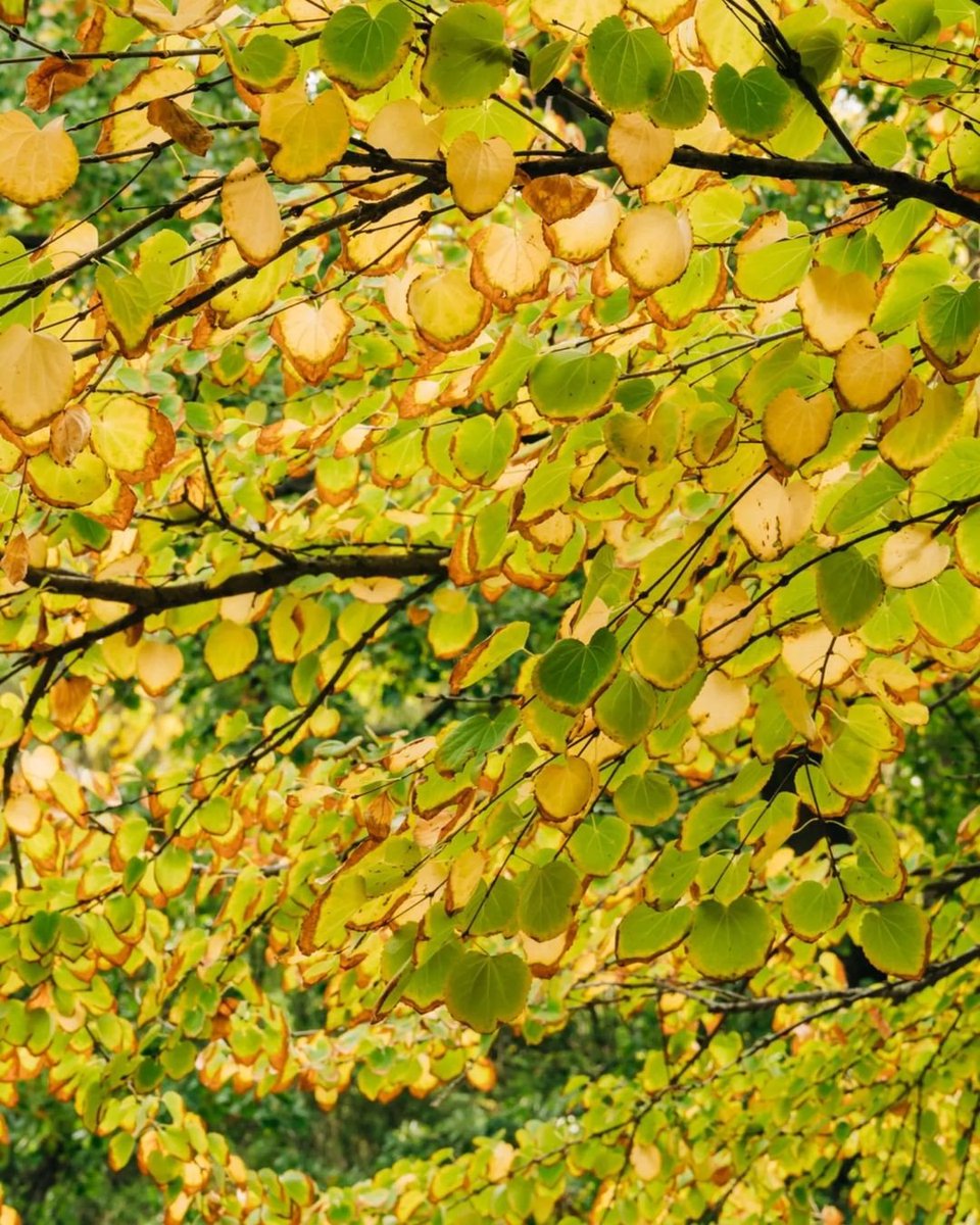 La sombra del árbol de caramelo o Katsura (Cercidiphyllum japonicum) cada vez huele más a confitería ¡Dulce experiencia! #OtoñoRJB