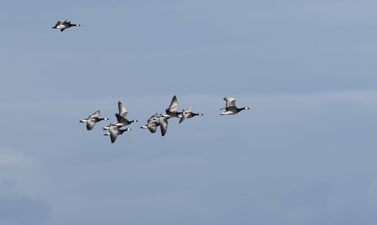 Heatherlea Birding tweet media