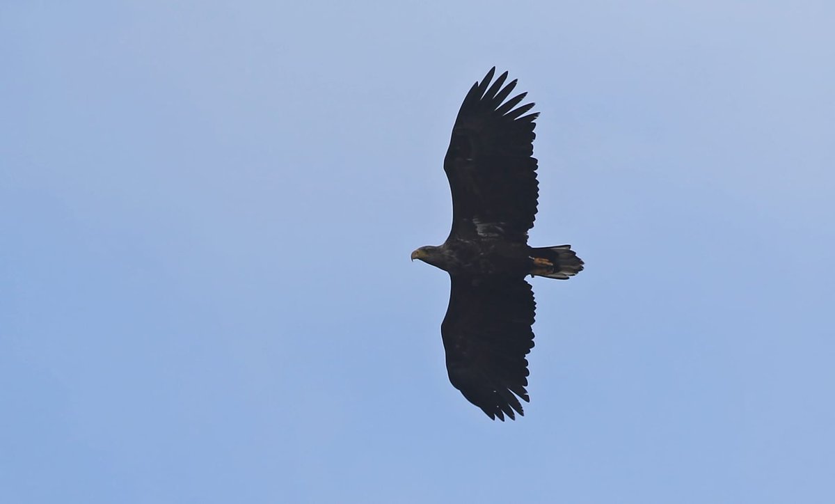 Heatherlea Birding tweet media