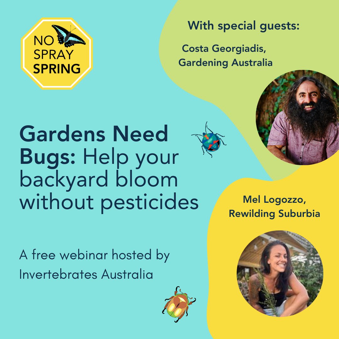 invertsau's tweet image. As part of #NoSpraySpring, Invertebrates Australia is hosting a webinar. Join us to discuss beneficial bugs, supporting nature, and how to have a thriving garden without the need for pesticides. 
There will also be a chance to ask your questions: ow.ly/HNRw50TKsLs
#webinar