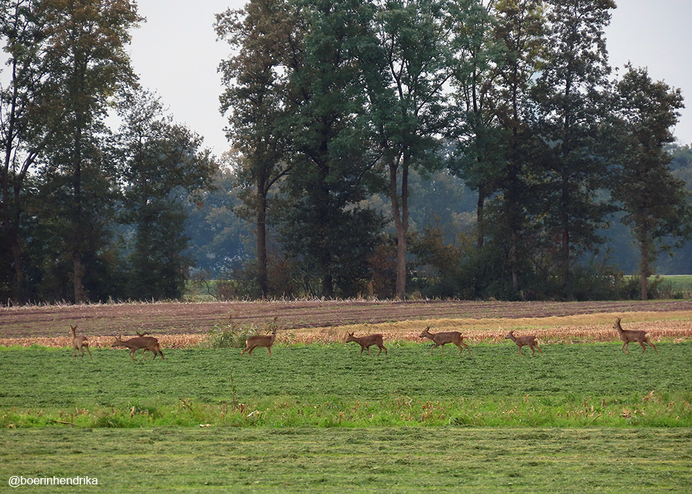 boerinhendrika's tweet photo. Net telde ik 8 #reeën
#sprong
#boerennatuur💚
#gangbare_landbouw🍀 https://t.co/33NEcybB2O