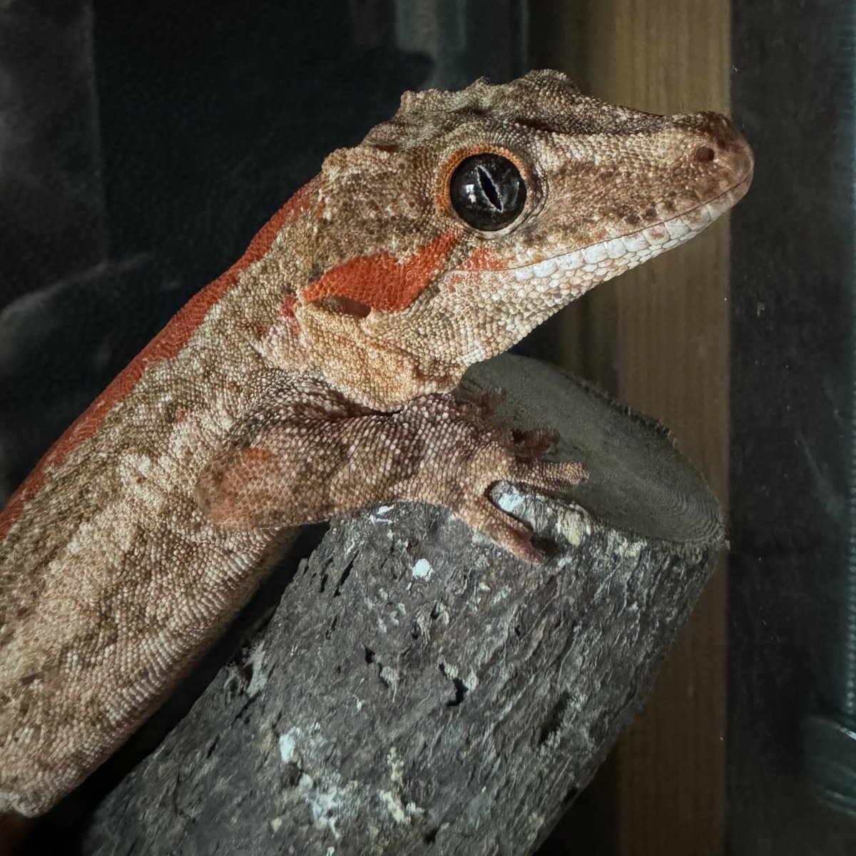 動物関係はこちらへ移行。