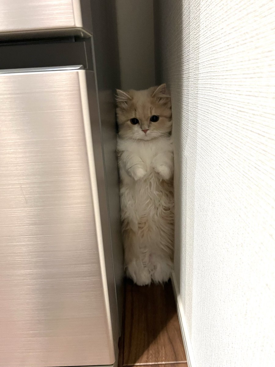 biju_0703's tweet photo. 隙間が好きなんです https://t.co/Nfzj2SjB34