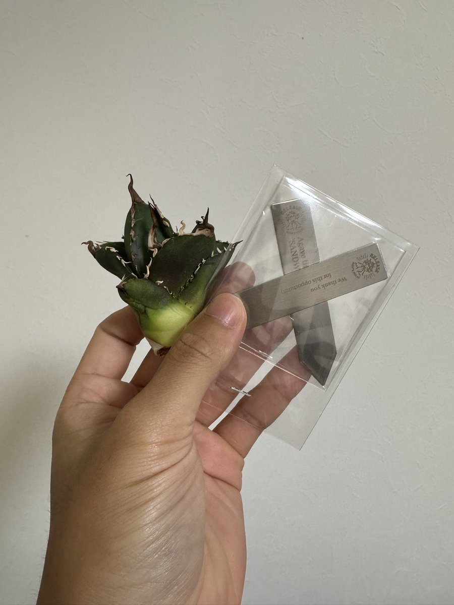turtleplants's tweet photo. 届きました！大切に育てます。
それにしてもでかい🤩 https://t.co/iWGsEBkcLJ