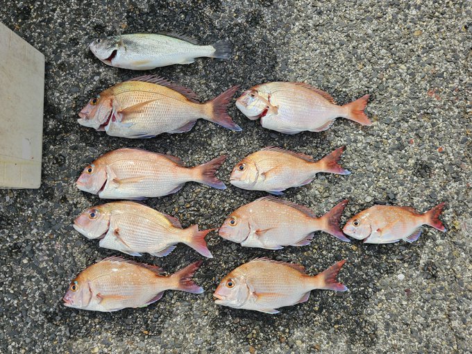 大漁🐟️大漁🎣

真鯛8匹と花鯛とニベ。小型はリリースしたけどそれでも満足の釣果じゃて🤗 