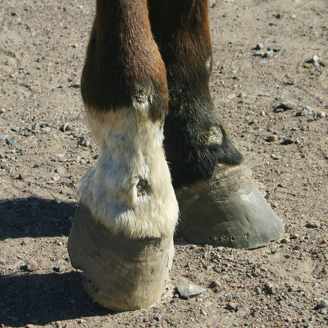 På polyneuropatidagen den 16 oktober uppmärksammas en sjukdom som påverkar nervsystemet hos människor och djur. Statens veterinärmedicinska anstalt, SVA, deltar i forskning om polyneuropati hos häst. Bilden visar typiska sår hos en häst med polyneuropati.
sva.se/aktuellt/press…