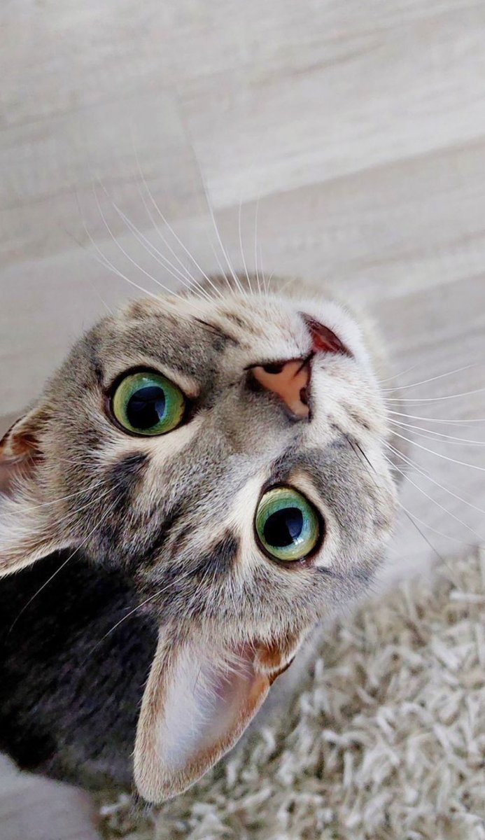 lyraskyofficial's tweet image. Hello

#HelloFuture #cat #猫