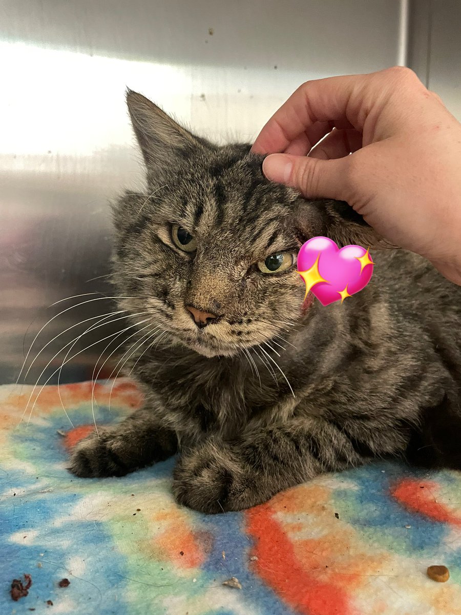 feederofcats's tweet image. anyway Marvin will not be returning to life on the streets - he will be available for adoption very soon and I&apos;m jealous of whoever gets to smooch this big ol hamsome head for the rest of his life