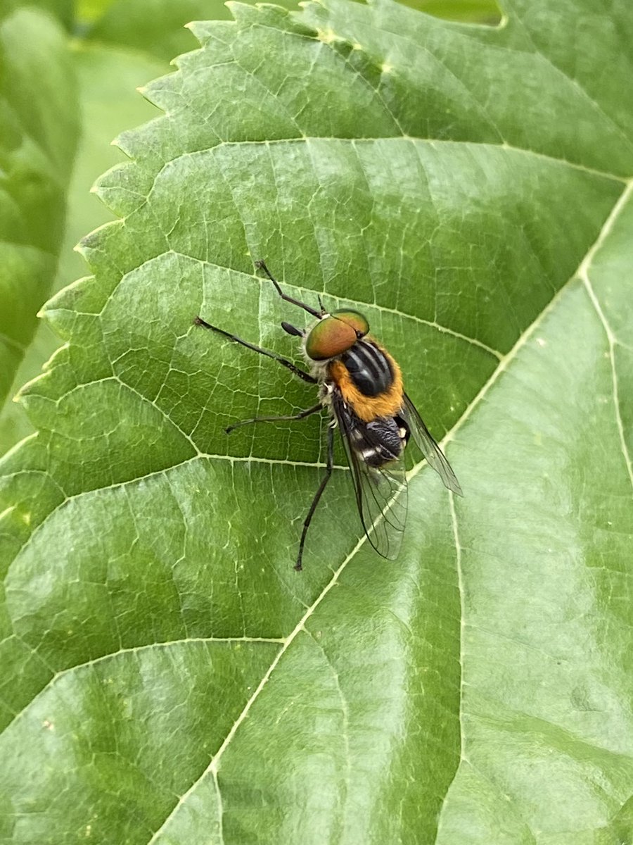 JtdFinch's tweet image. What’s this fabulous long legged #tabanidae? Seen in the #BlueMountains, #NSW, #Australia