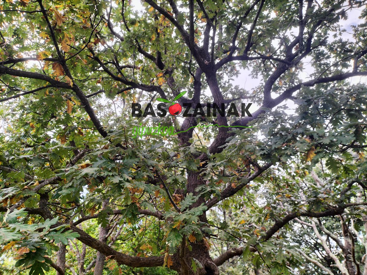 Udazkena, garai aproposa espezie askoren haziak biltzeko. Bertako haziak, etorkizuneko basoak.  #basozainak
#basoa
#haziak