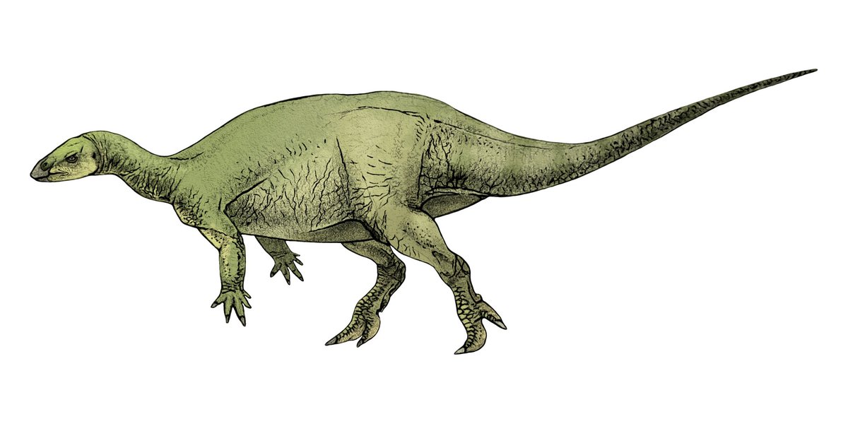 petrovenator's tweet photo. Well, I did coloring
#paleoart #dinosaurs #camptosaurus https://t.co/vDeDy0cnJX