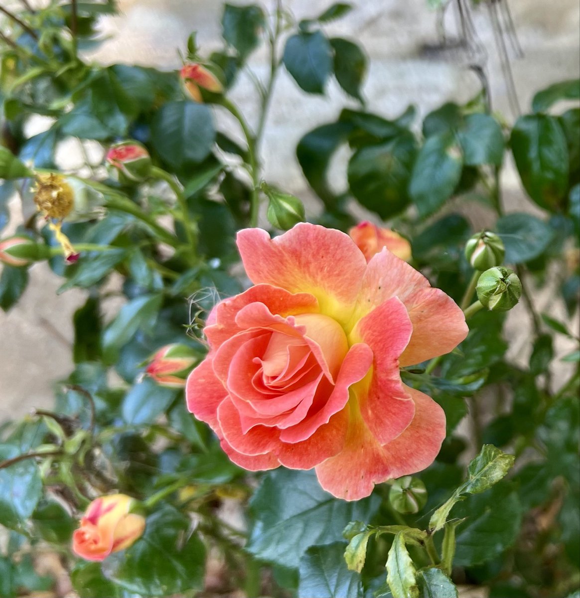 1000Rach's tweet image. Witney wallflower #RoseWednesday #Summer2024