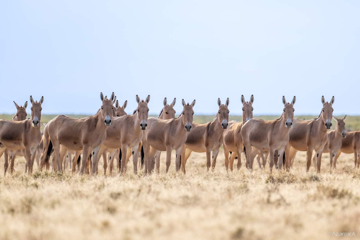 Чихнүүдийг нь ээ 🤣