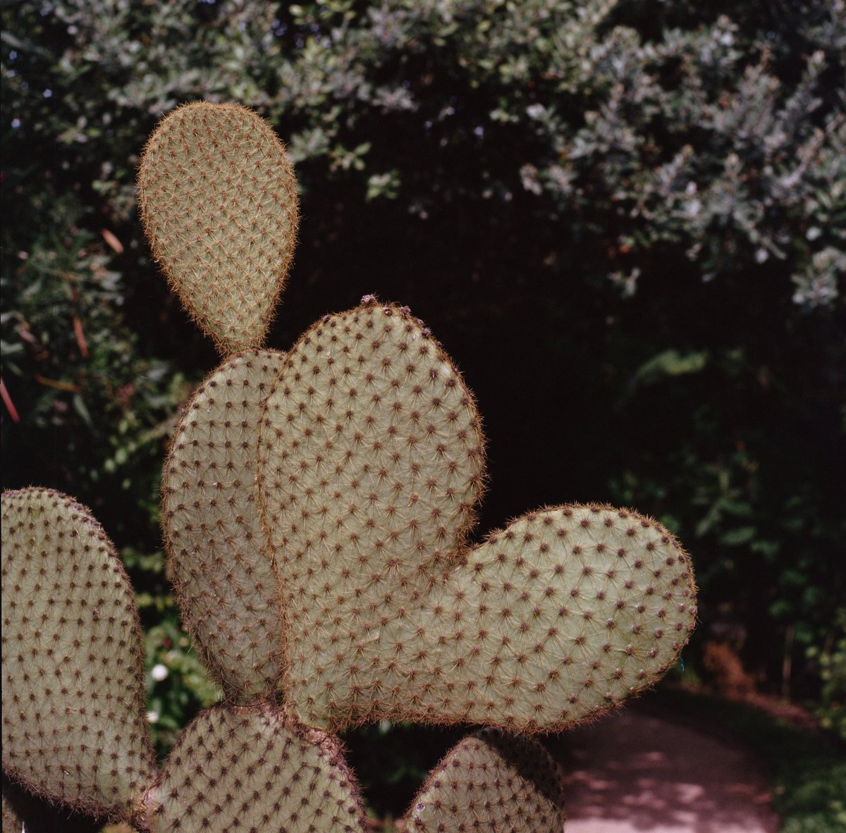 16 • Cœur

#31themesAnalogChallenge