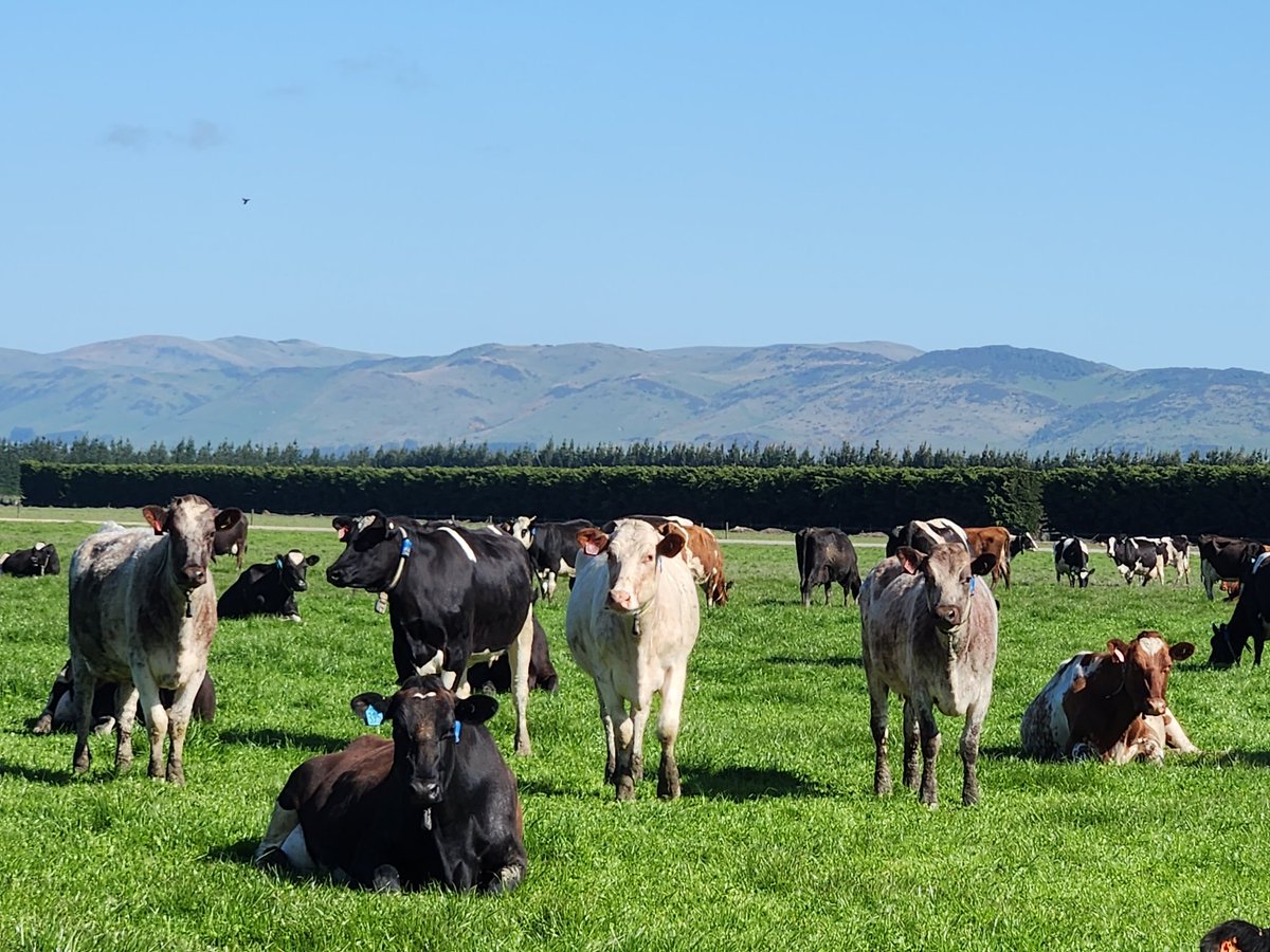 Beyond words how good it feels to see the cows happy again! Best day in a very long time today 🙌
