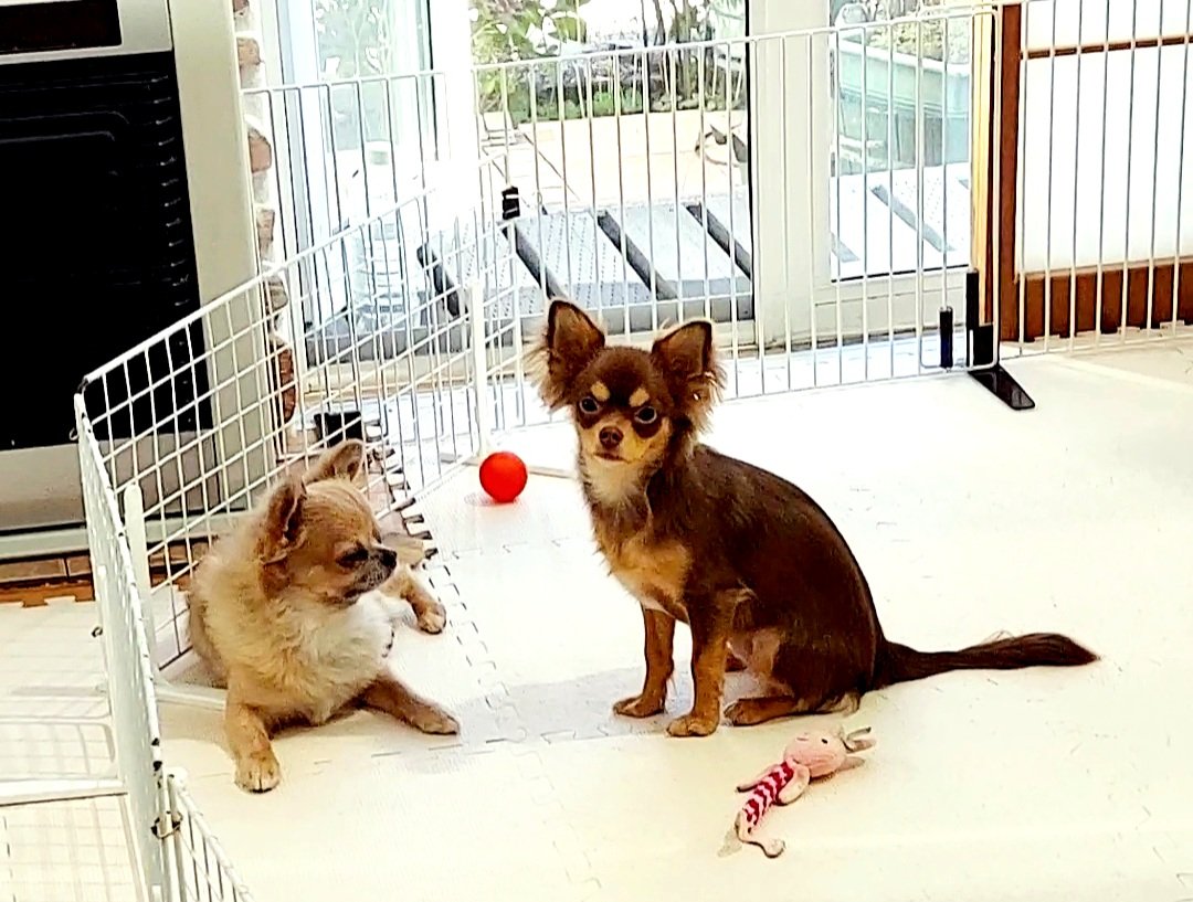 w3eIpL6k9XpiBWH's tweet image. 今日は2頭目の病院へ。
先日、足を浮かせているのが気になり行ってきました。
診断はパテラ。
これは膝蓋骨がずれてしまう病気で、重度の手前とのこと。
サプリで様子を見て、酷くなったら手術も考えないといけません。

#犬 #パテラ #犬の健康 #膝蓋骨 #愛犬 #サプリ #病院 #心配 #チワワ