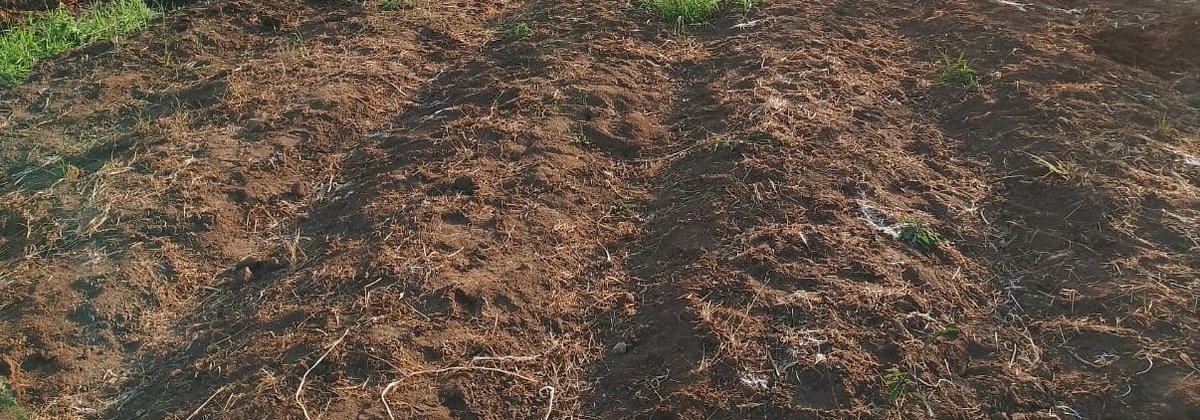 deborahnamande2's tweet photo. Started seeding my tomatoes at 8 months,to be transplanted after delivery. I delivered have embarked on transplanting,
As women building a nation,what constructive plan do u have for such days.Let's plan them very well,we will surely feed our nation.
@Africanwomeni10 
@HgtUganda https://t.co/unTD4SXGKA