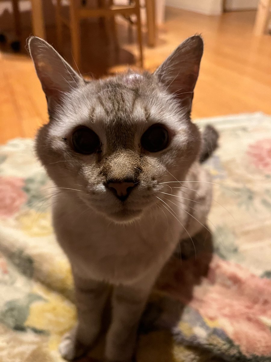 オムツはく？って聞いたらこの顔
