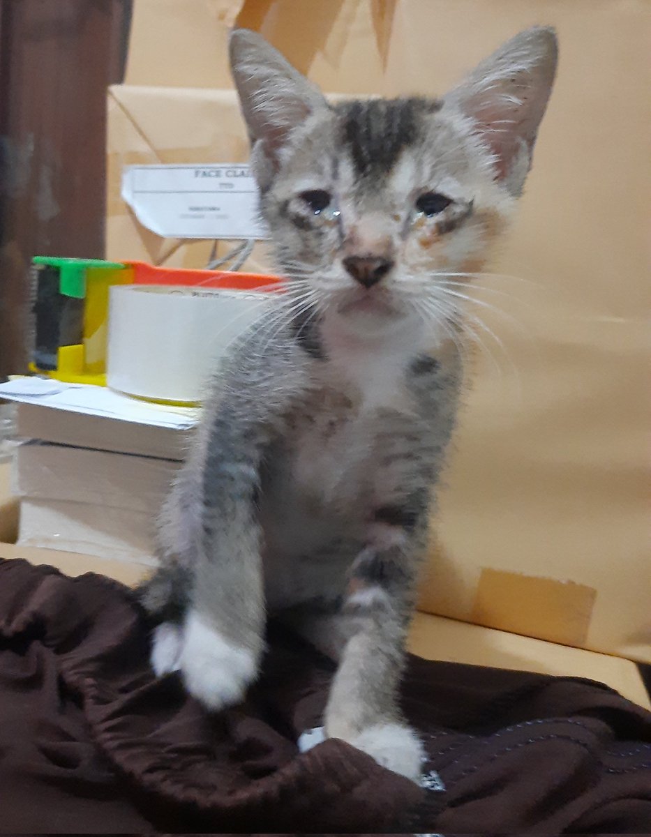 rai☆ | Comipara6 ▪︎ K24 ▪︎ CF22 PO 📍 tweet media