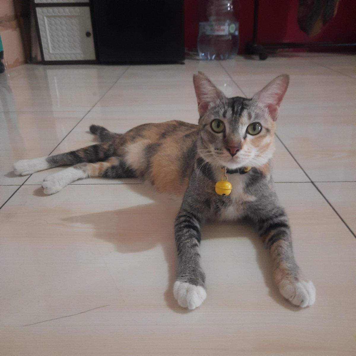 rai☆ | Comipara6 ▪︎ K24 ▪︎ CF22 PO 📍 tweet media