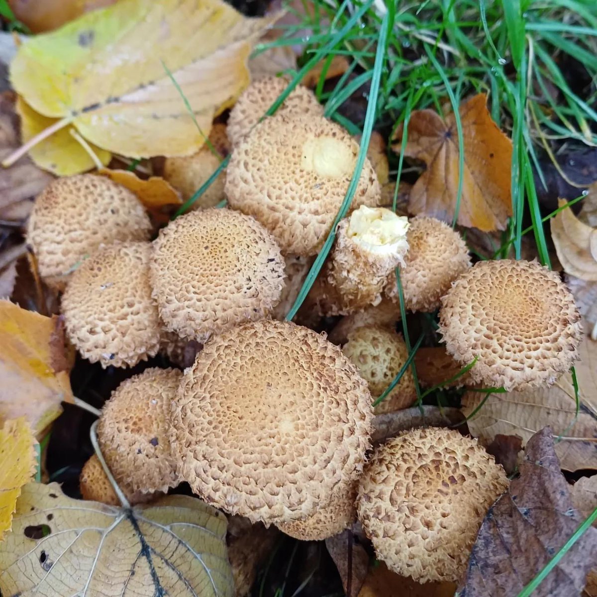 It's autumn and the fungi are appearing. These are shaggy parasols.