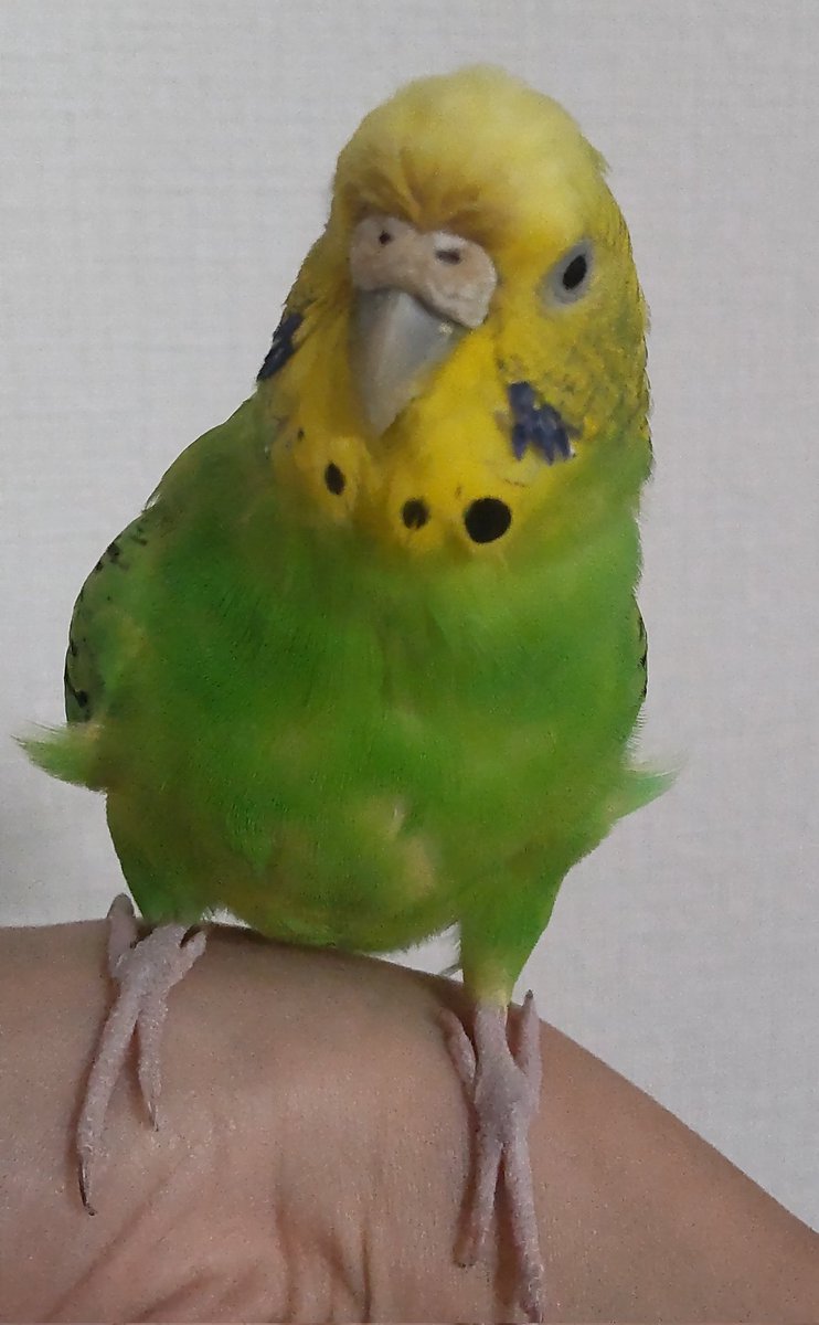 ど〜もね♪羽根が抜けまくりでスカスカなわたし。エサは休みの日に明日のにーちゃんの夜ご飯になるおかずを作り置きます。今日は肉じゃがだって🤤#セキセイインコ