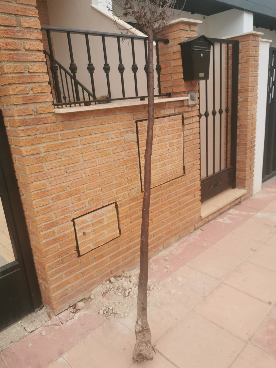 rafistalkis's tweet photo. Hola @LosaValdivielso! El viento ha arrancado un árbol que se plantó hace un año en la calle doctor José Montilla Bono, 31. Preguntaba si se puede plantar de nuevo porque no se ha partido, se ha arrancado de cuajo https://t.co/CgmGT5sh4N