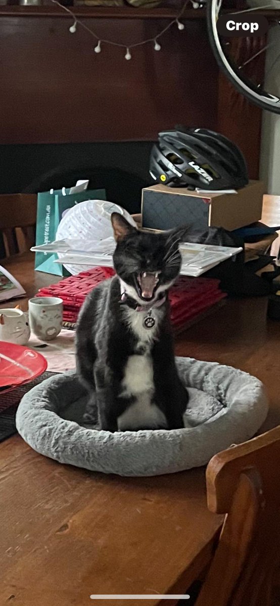 The girls are tolerating each other but Mia's not happy when Jones wants to play yet. Still early days and we'll get there. Here's Mia on her blankie and Jones on her bed. #CatsOfTwitter #CatsOfX <a href="/millyfromoz/">MillyCat 🌈 and RovyCat 🇦🇺</a> <a href="/frisky9/">Frisky Le Rouge</a> <a href="/Biscuit_Meow/">Biscuit😻🐦🐾💕</a> <a href="/coombes_angie/">Angie (Littlevoice) & Angel Zara 🌈🐾 😻 💙</a>