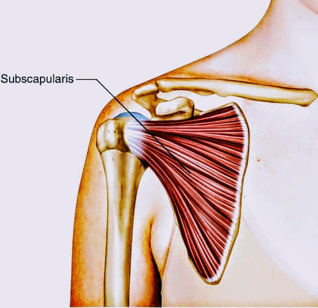 Terapia Manual UE tweet media