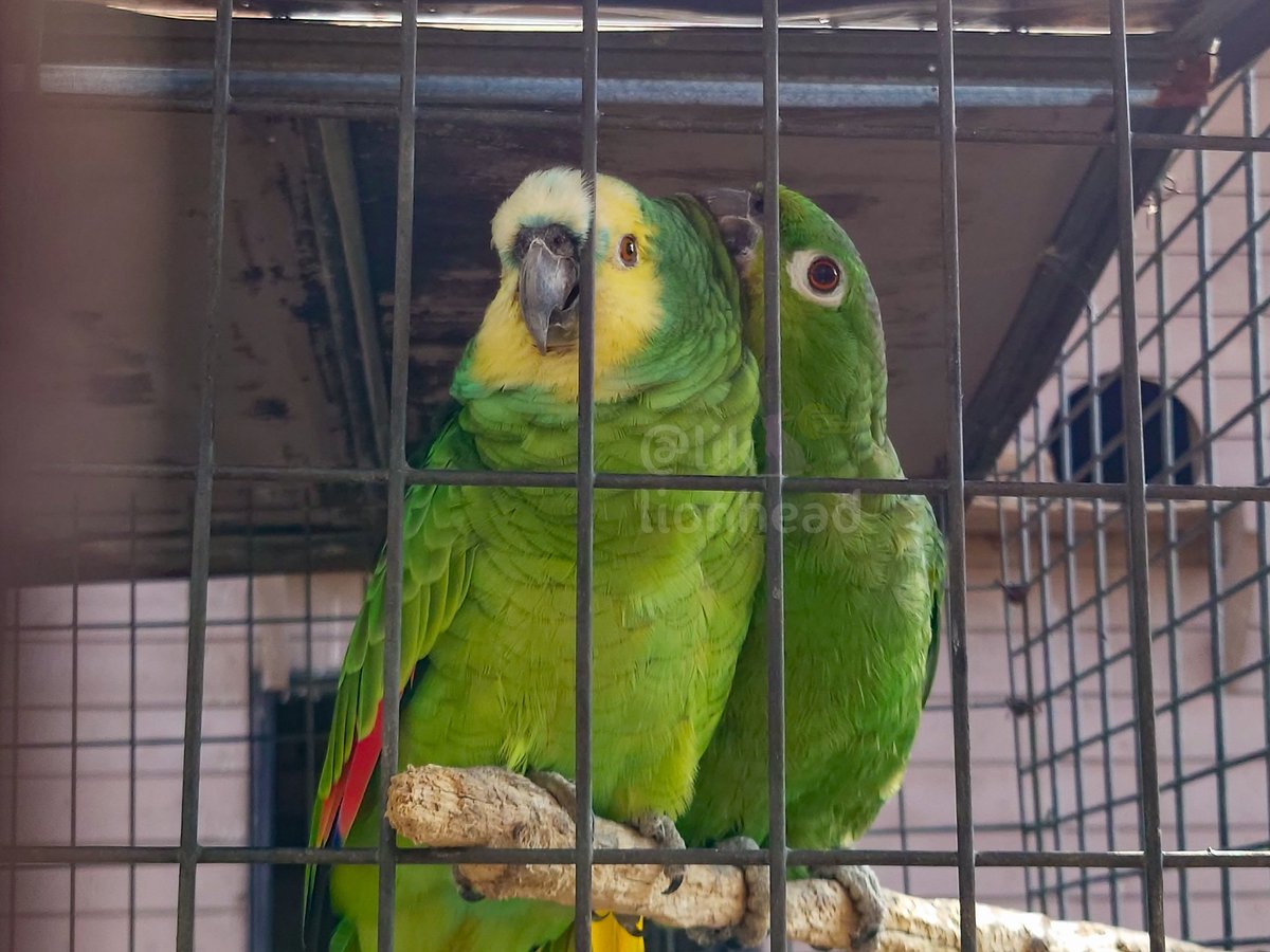 lik_nasua_nasua's tweet photo. 安定の仲良し💖
#久留米市鳥類センター
#キボウシインコ #アオ♀
#ムジボウシイン�� #ナナ♂
#YellowshoulderedAmazon #MearyAmazon https://t.co/LHfQusCqdd