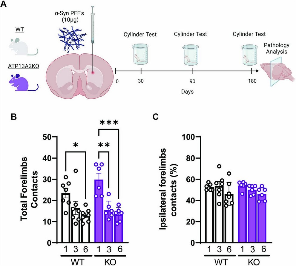 ScienceofPD's tweet photo. New paper from @MooreLabVAI &amp; colleagues reports that the neuropathology in an α-synuclein preformed fibril mouse model occurs independent of  the #Parkinsons-associated lysosomal ATP13A2 protein
https://t.co/m7w4F981Qo https://t.co/3Jd4Cy4FHZ