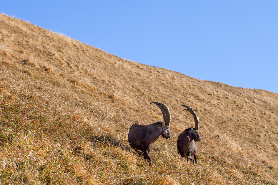 Bedrohte Arten schützen reicht nicht! Eine neue Studie der <a href="/unil/">Université de Lausanne</a> zeigt, dass wir für den Erhalt der überlebenswichtigen Leistungen der #Natur, wie z.B. Bestäubung, ALLE Arten besser schützen müssen. biodiversitaet.scnat.ch/publications/s…