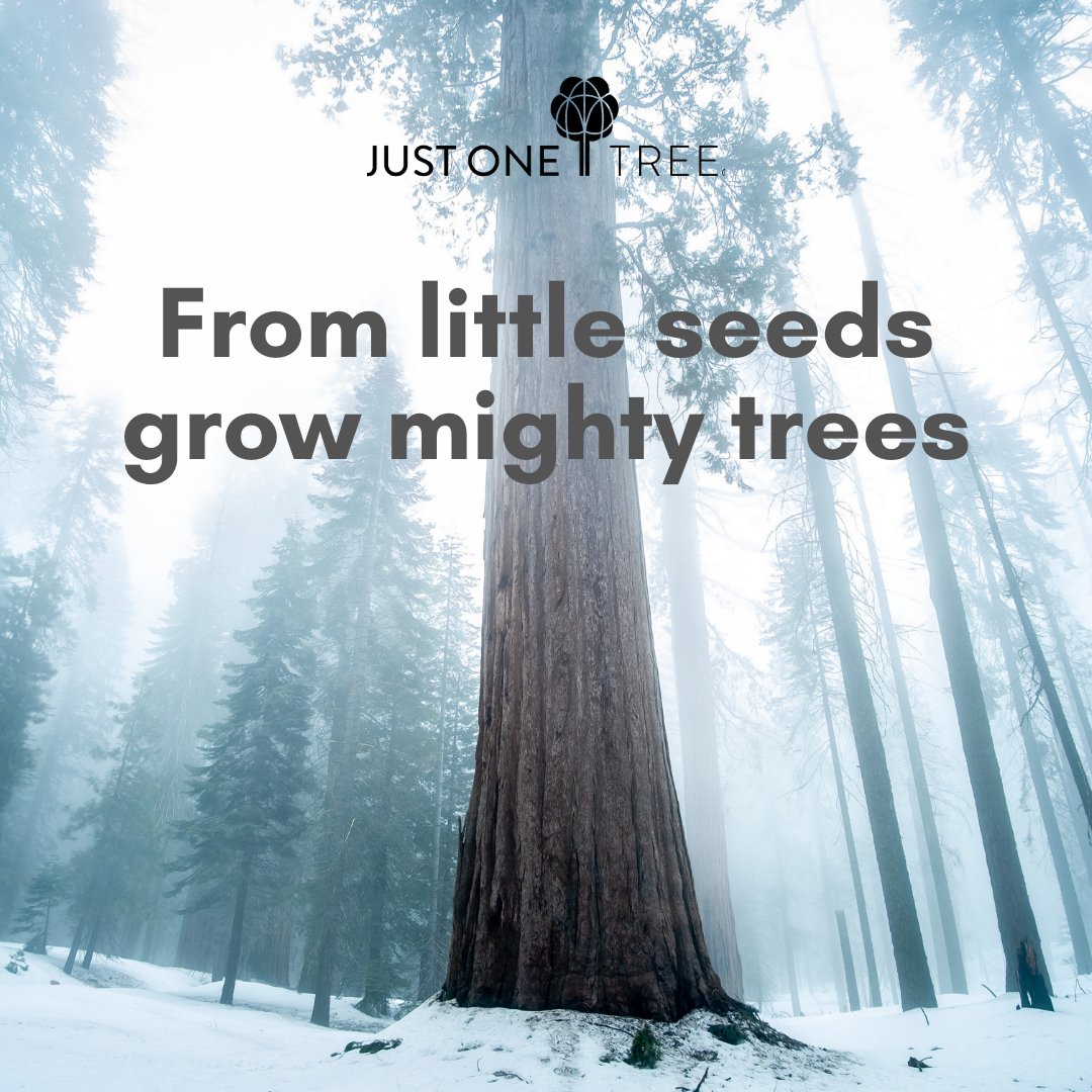 <a href="/TrinityAcademyC/">Trinity Academy Cathedral</a> We are supporting the #JUSTONETree 🌳🌲 campaign. Please consider donating £1 for one tree to be planted through MCAS. 🌳🌲