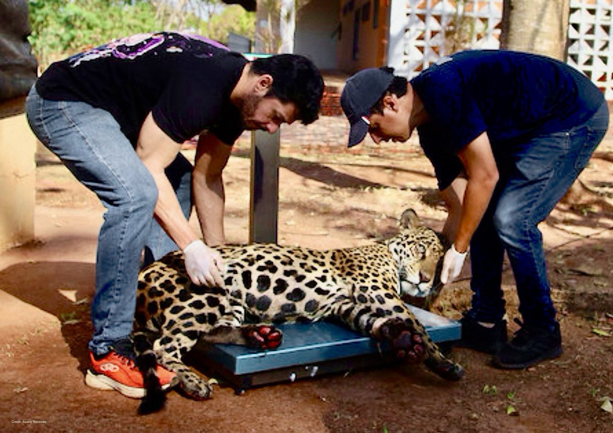DrTOMontgomery's tweet photo. #Wildfires #Brazil

The jaguars come into rescue centers with 3rd degree burns on all four paws.

The worst cases are lactating females, because they repeatedly walk over the burning ground trying to save their cubs.

This year, nearly 5 million acres of the Pantanal has burned. https://t.co/zcsExuRHpZ