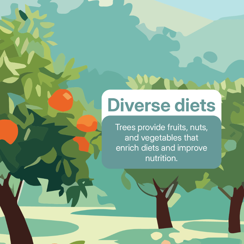 TheLandAlliance's tweet photo. This #WorldFoodDay, we celebrate the vital role forests and trees play in food security.

Trees provide nutritious food, support rural incomes, protect water sources, enrich #soils, sustain #biodiversity, and help build climate-resilient food systems.

#Trees4Resilience