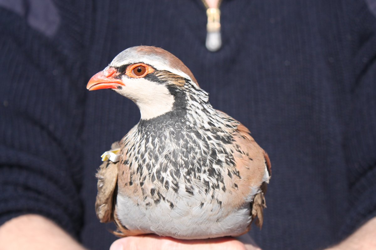 JulianSantiagoM's tweet photo. New advances for the use of artificial insemination in the production of red-legged partridges (Alectoris rufa). Our group from @INIA_es assessed the effect of different antioxidants on the quality of chilled/frozen-thawed sperm of #partridges.
https://t.co/sE6DLQtHaQ https://t.co/PRysWGKyjT