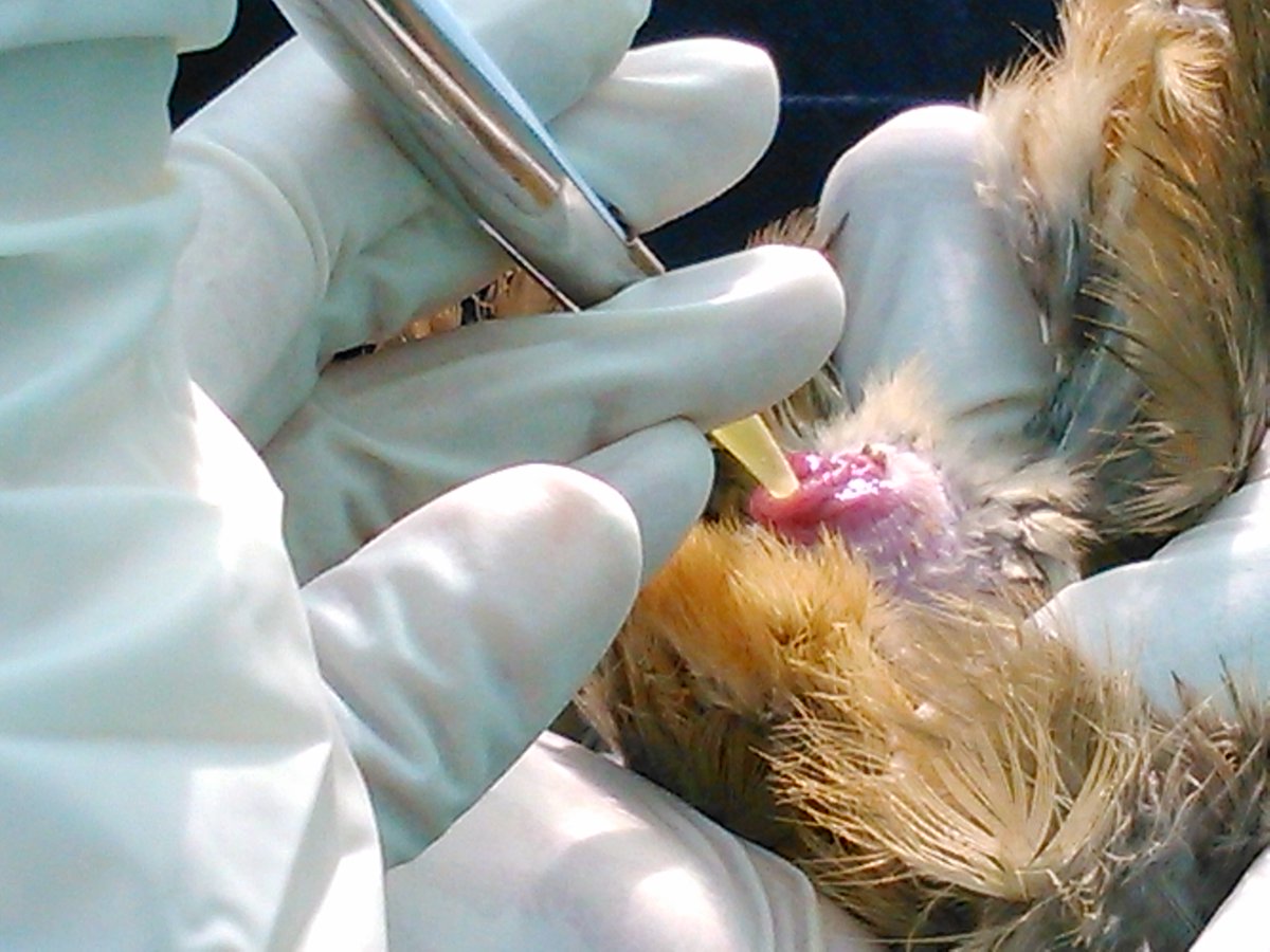 JulianSantiagoM's tweet photo. New advances for the use of artificial insemination in the production of red-legged partridges (Alectoris rufa). Our group from @INIA_es assessed the effect of different antioxidants on the quality of chilled/frozen-thawed sperm of #partridges.
https://t.co/sE6DLQtHaQ https://t.co/PRysWGKyjT