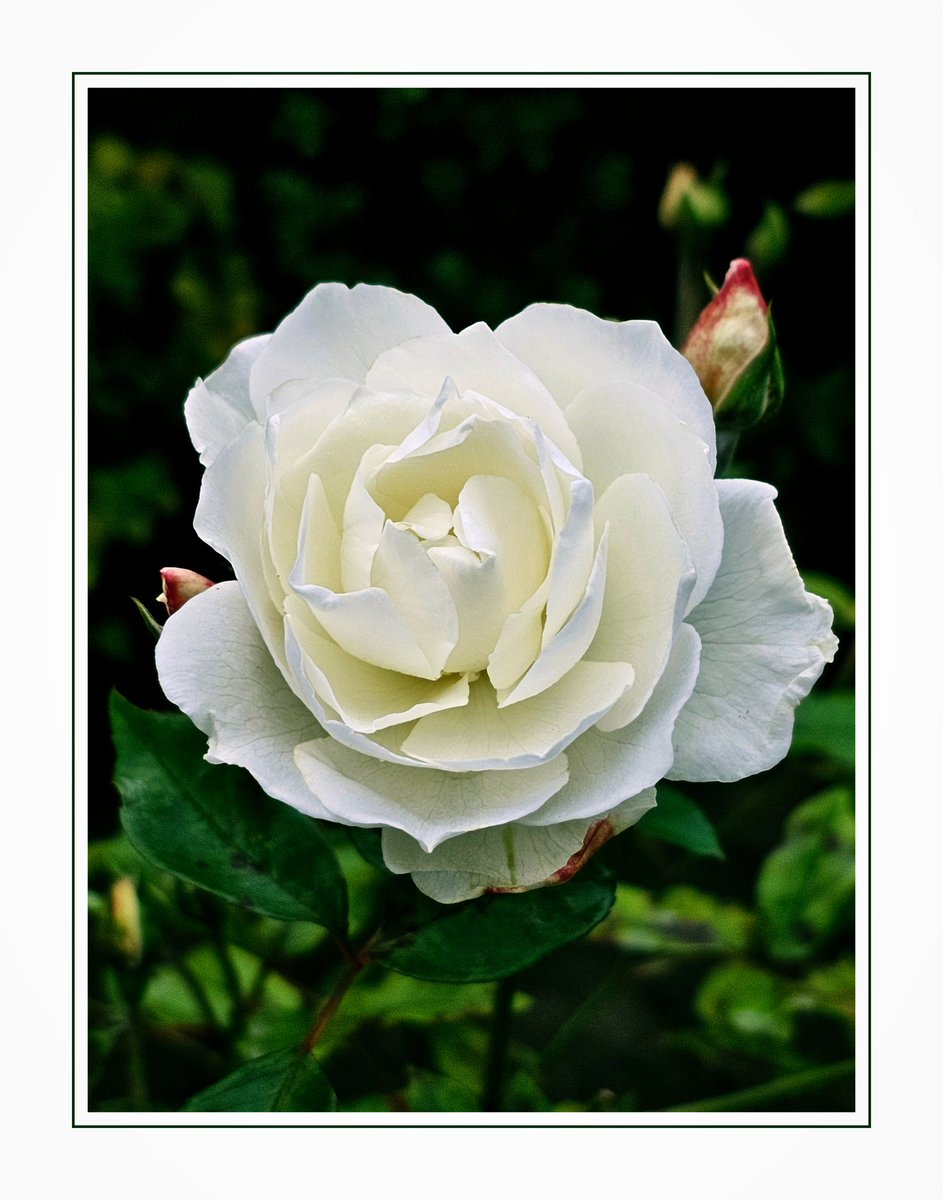 "Still Going Strong!"

#RoseWednesday 
#Rose
#GardeningTwitter 
#NaturePhotography