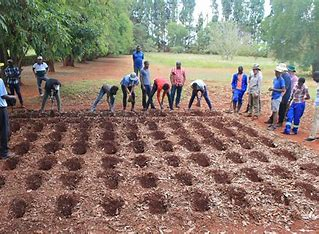 VulindlelaNdab2's tweet photo. 1/2 The #Pfumvudza/#Intwasa Presidential input support scheme has already prepared almost 6 million plots and distributed over 40,000 tonnes of basal fertiliser to support our hardworking farmers. This proactive step towards climate-proofing our agriculture is a testament to the https://t.co/9Z7zzCHYKi