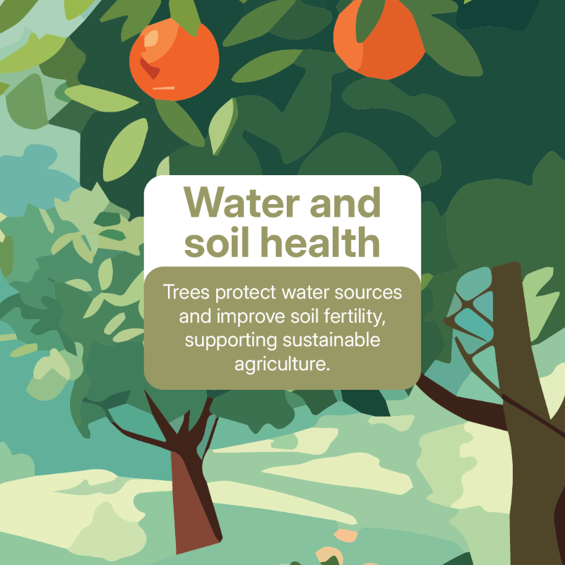 TheLandAlliance's tweet photo. This #WorldFoodDay, we celebrate the vital role forests and trees play in food security.

Trees provide nutritious food, support rural incomes, protect water sources, enrich #soils, sustain #biodiversity, and help build climate-resilient food systems.

#Trees4Resilience