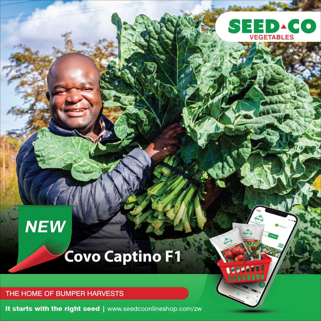 Say hello to Covo Captino F1!

Are you tired of dealing with low yields and disease-ridden crops? Look no further! Introducing Covo Captino F1, the revolutionary new hybrid Covo variety from Seed Co vegetables.

#ItStartsWithRightSeed
#seedcovegzim