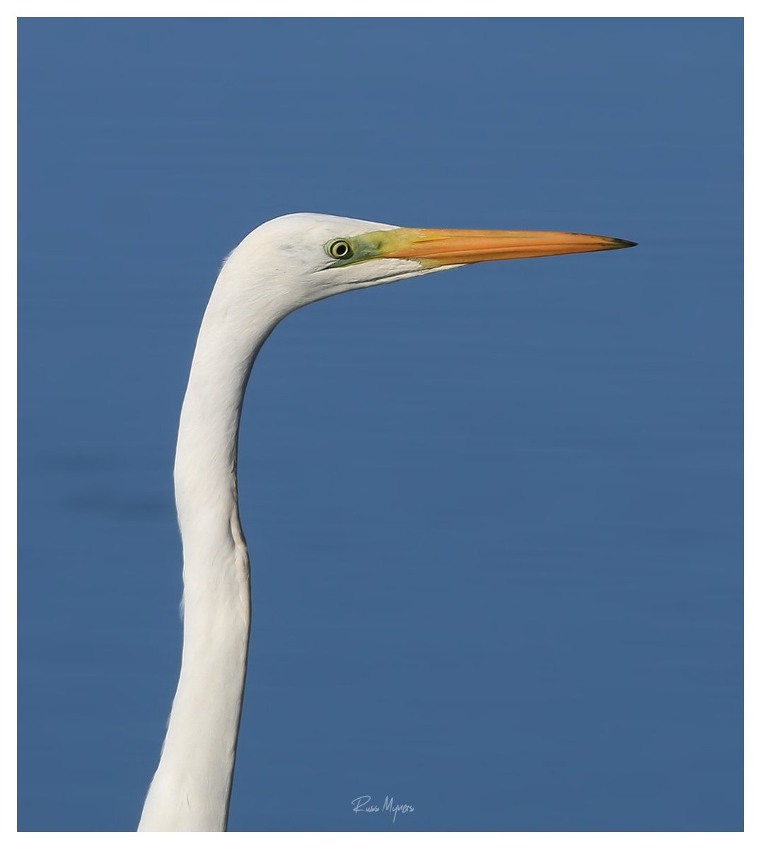 Russ Myners (@russmyners) on Twitter photo Great White Egret at <a href="/WWTLlanelli/">WWT Llanelli Wetland Centre</a> . <a href="/WWTworldwide/">WWT</a> <a href="/RSPBCymru/">RSPB Cymru</a> <a href="/Natures_Voice/">RSPB</a> <a href="/BirdWatchingMag/">Bird Watching</a> <a href="/itvcoastcountry/">ITV Coast & Country</a> Great White Egret at <a href="/WWTLlanelli/">WWT Llanelli Wetland Centre</a> . <a href="/WWTworldwide/">WWT</a> <a href="/RSPBCymru/">RSPB Cymru</a> <a href="/Natures_Voice/">RSPB</a> <a href="/BirdWatchingMag/">Bird Watching</a> <a href="/itvcoastcountry/">ITV Coast & Country</a>